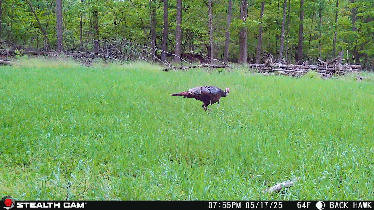 Scout Late-Season Turkeys with Cell Cams