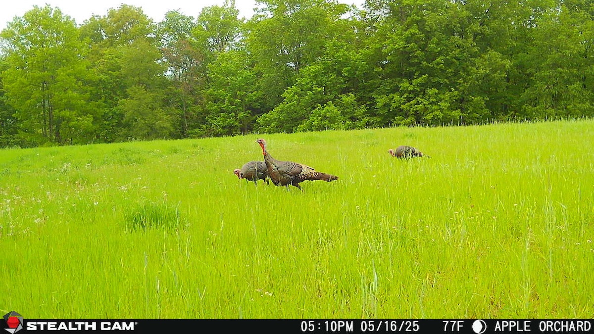 Scout Late-Season Turkeys with Cell Cams