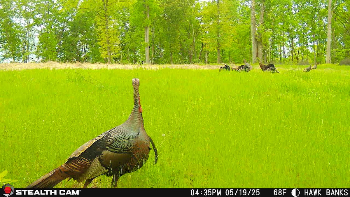 Scout Late-Season Turkeys with Cell Cams
