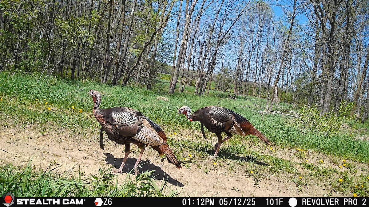 Scout Late-Season Turkeys with Cell Cams