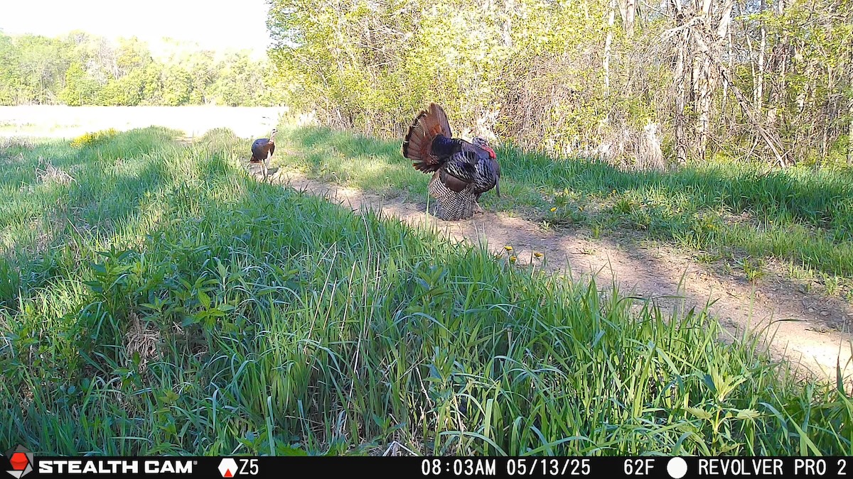Scout Late-Season Turkeys with Cell Cams