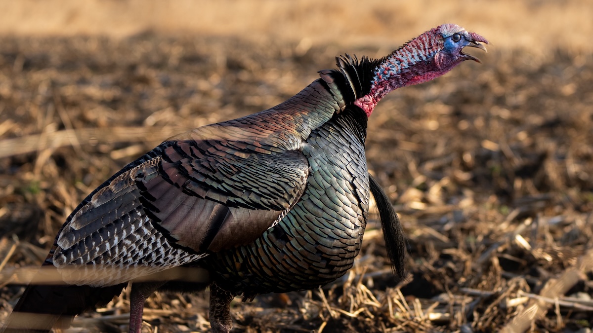 Turkey Hunting Permission