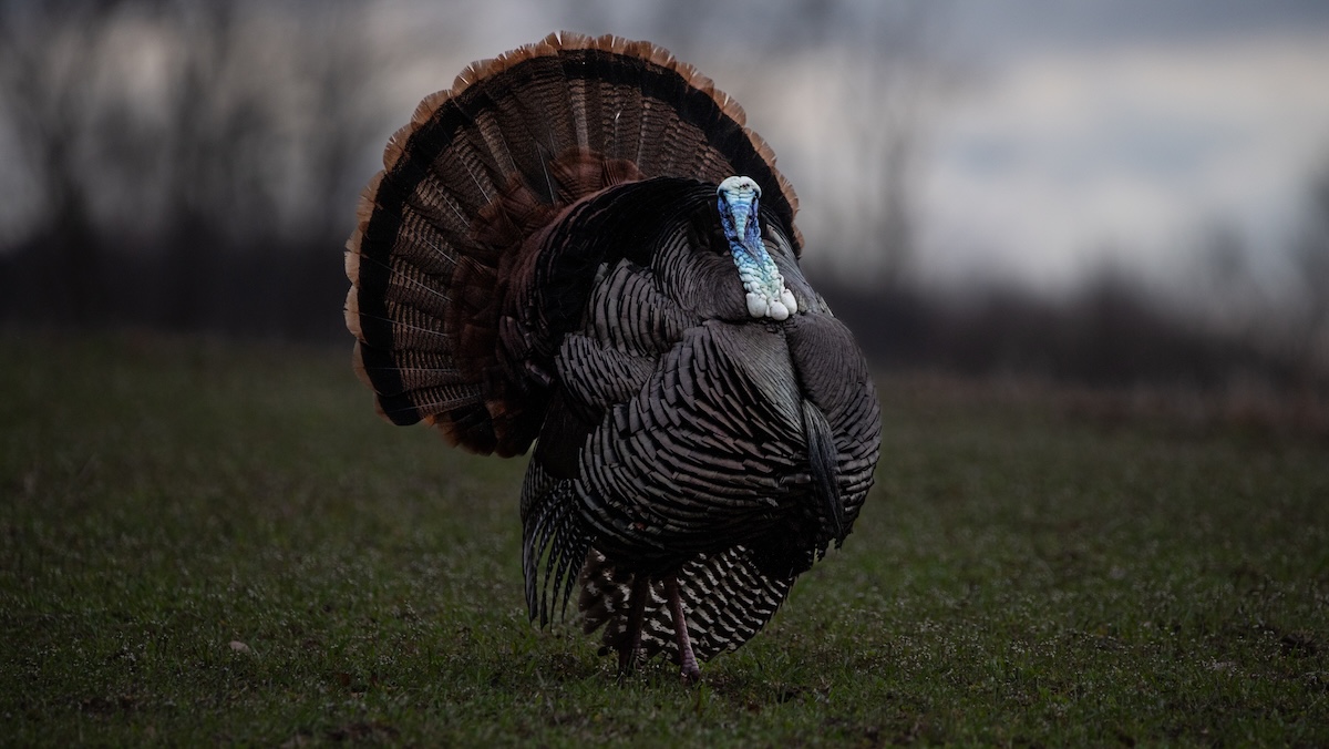 Turkey Hunting Permission