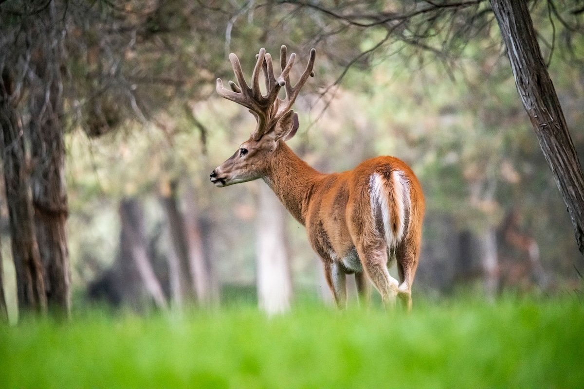 How Do I Get Trail Cam Photos of Every Buck on My Hunting Property?