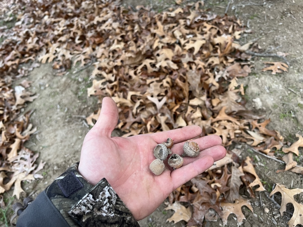 Capture Bucks On Camera 6