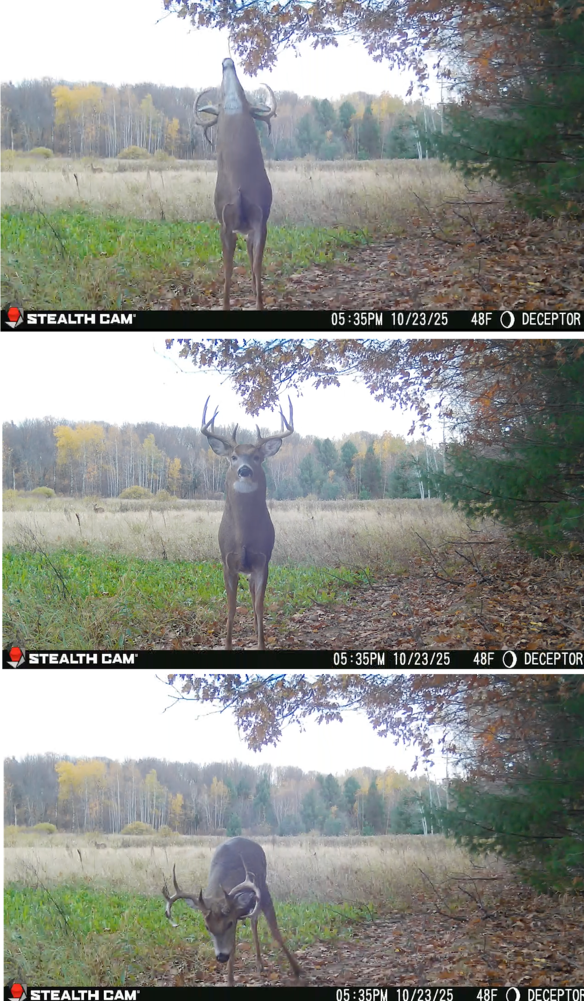 How Do I Get Trail Cam Photos of Every Buck on My Hunting Property?