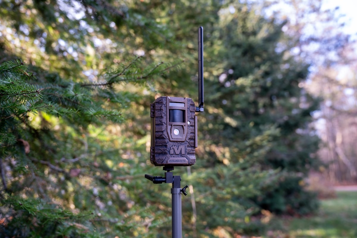How Do I Get Trail Cam Photos of Every Buck on My Hunting Property?