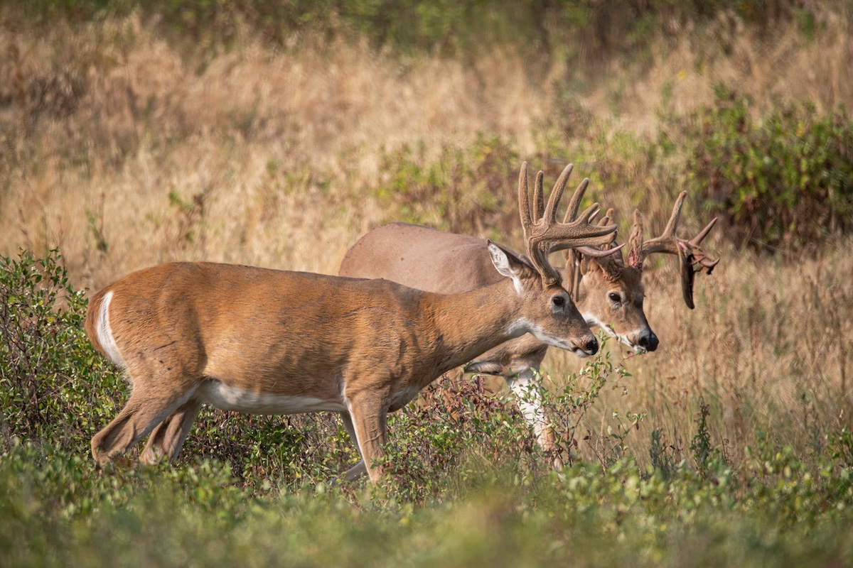 Deer Hunting In Summer 2