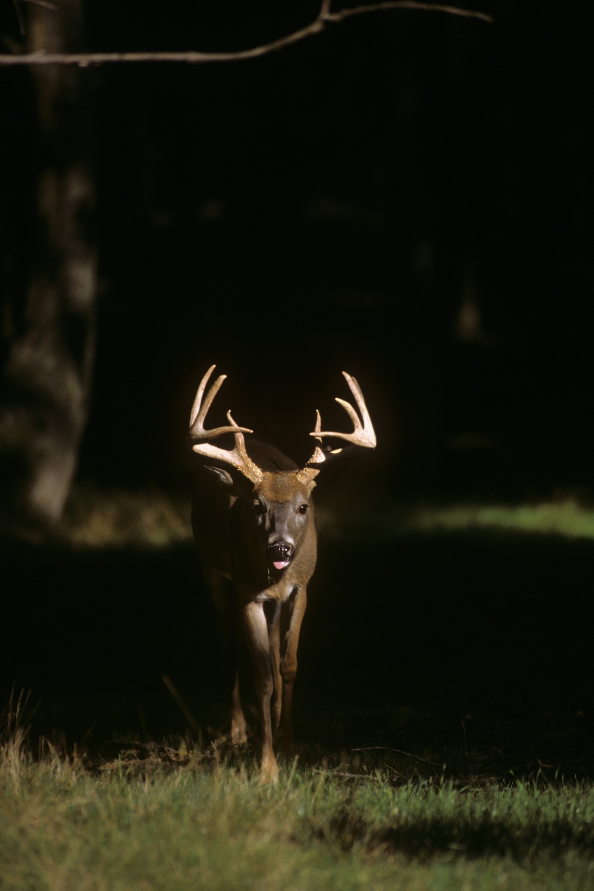 Deer Hunting In Summer 4