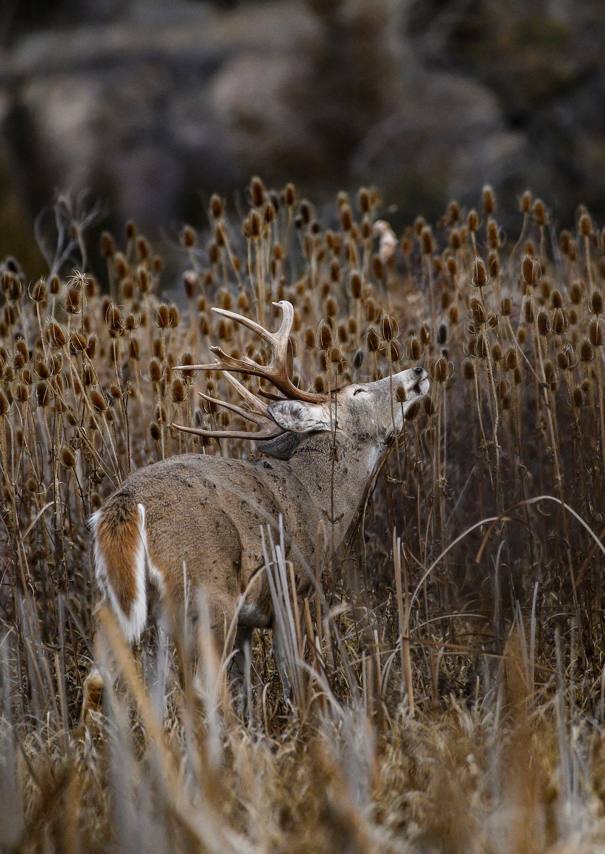 Deer Hunting In Summer 6