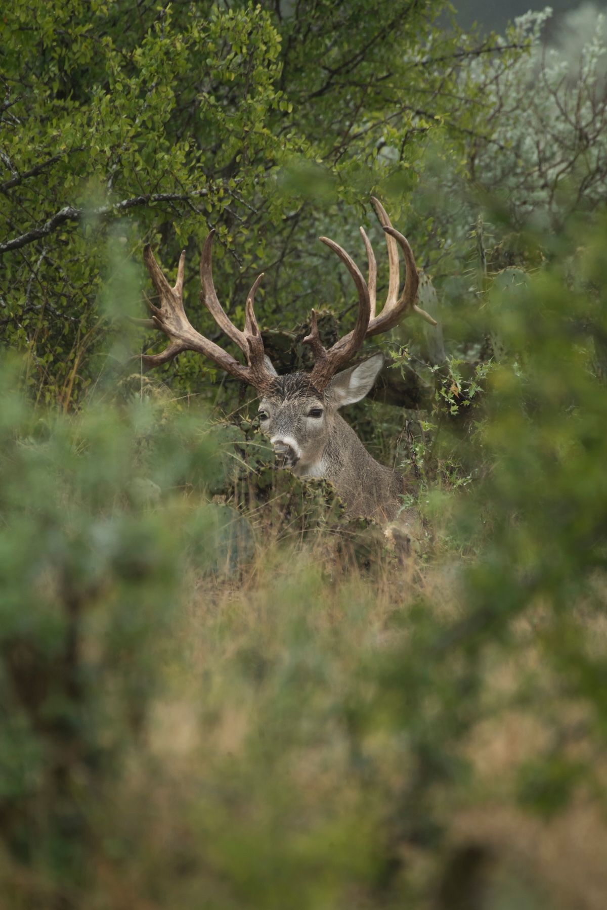 Deer Hunting In Summer 7