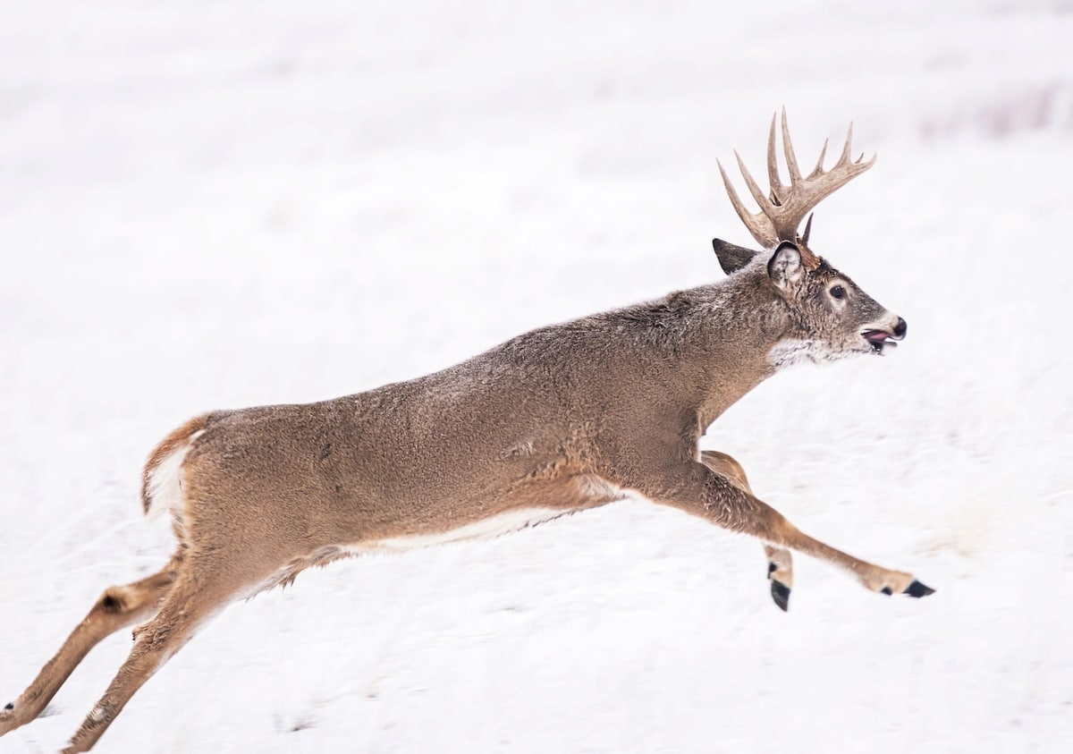 What Do You Get with HuntStand Pro?