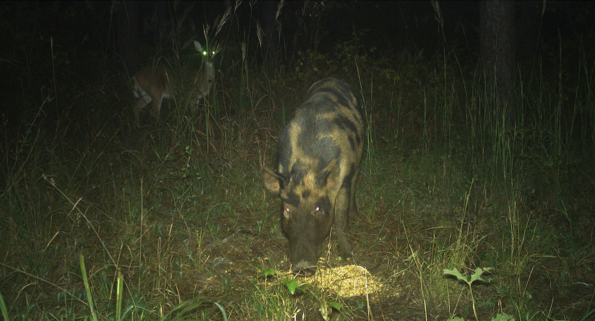 Stealthy Hog Hunting Tactics