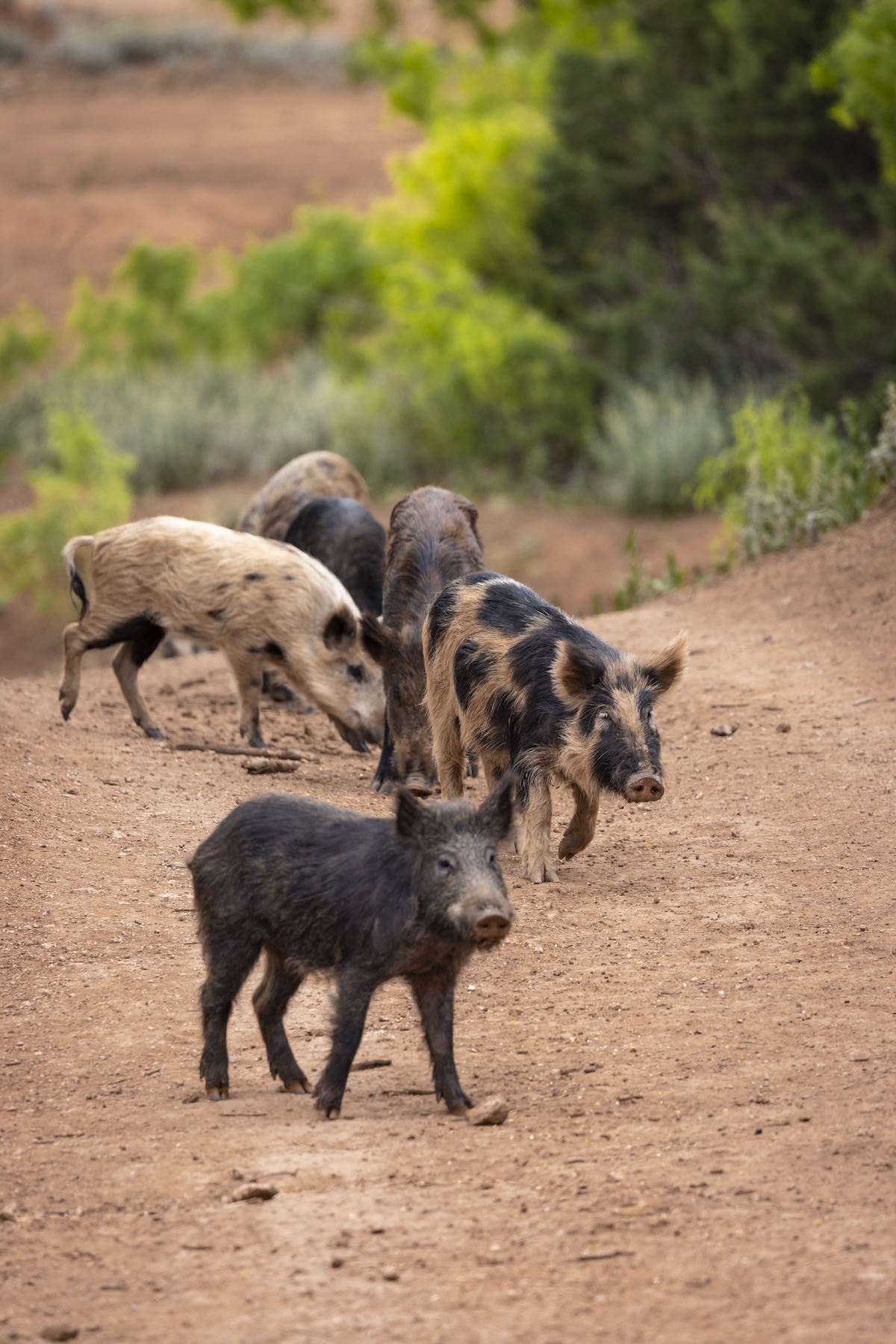 Stealthy Hog Hunting Tactics