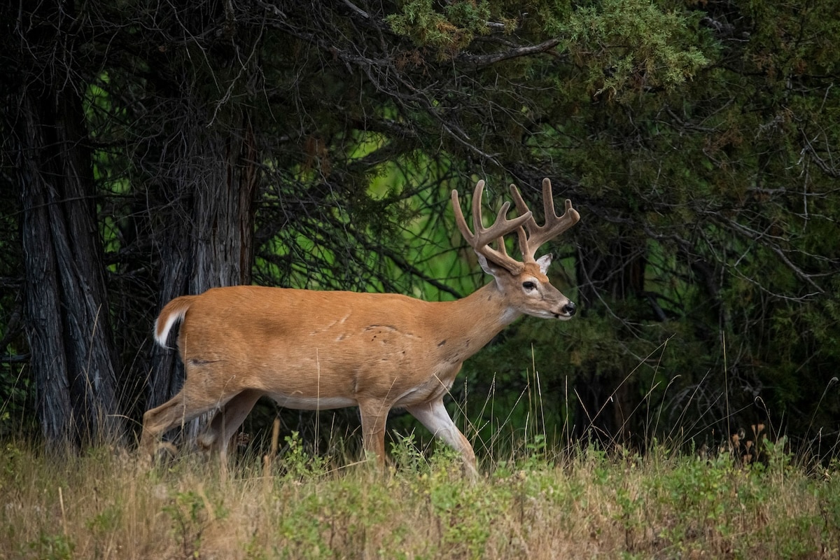 HuntStand Ultimate Subscription