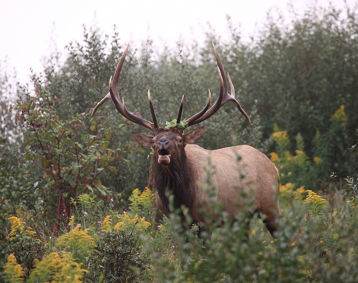 First Diy Elk Hunt 2