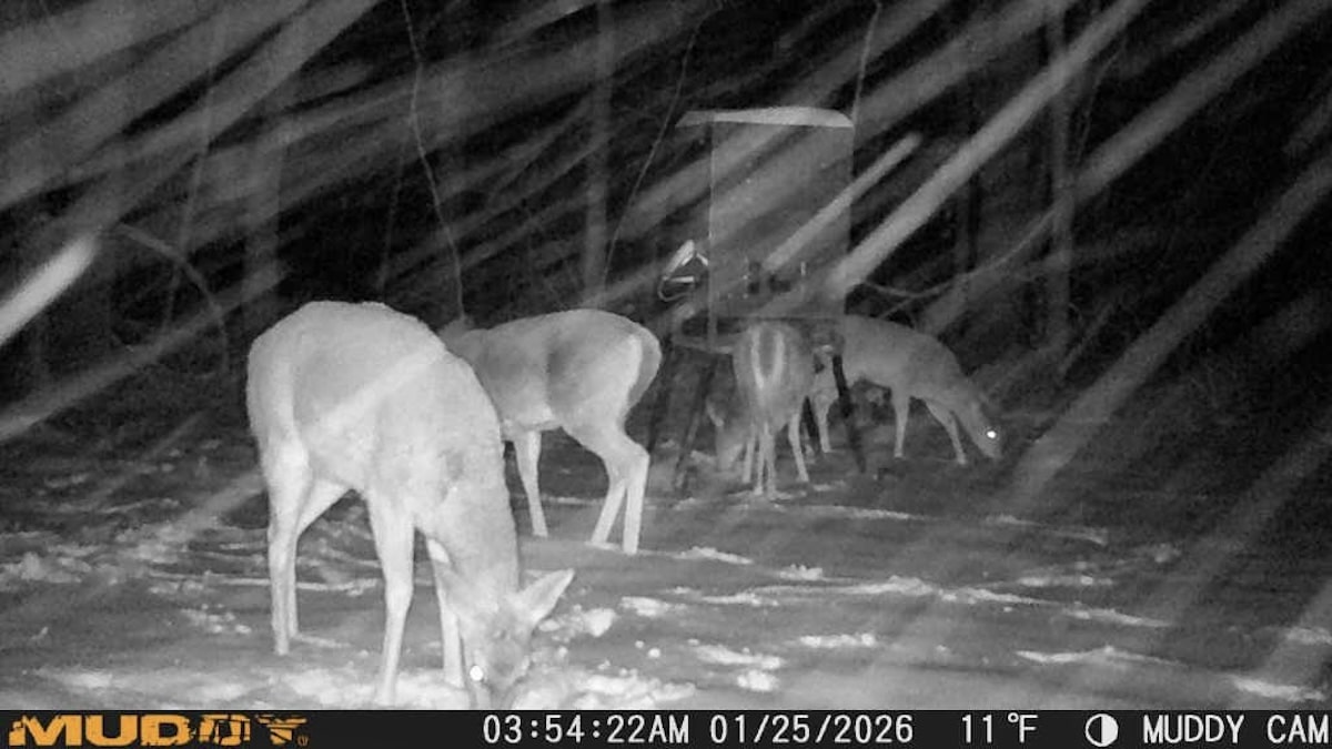 Is Baiting Deer Fair Chase Hunting [imei:865141050166285]