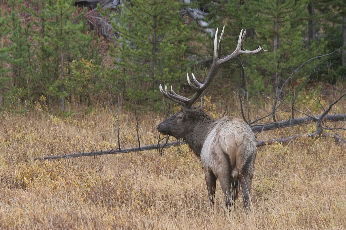 Terrain Features That Nomadic Elk Use