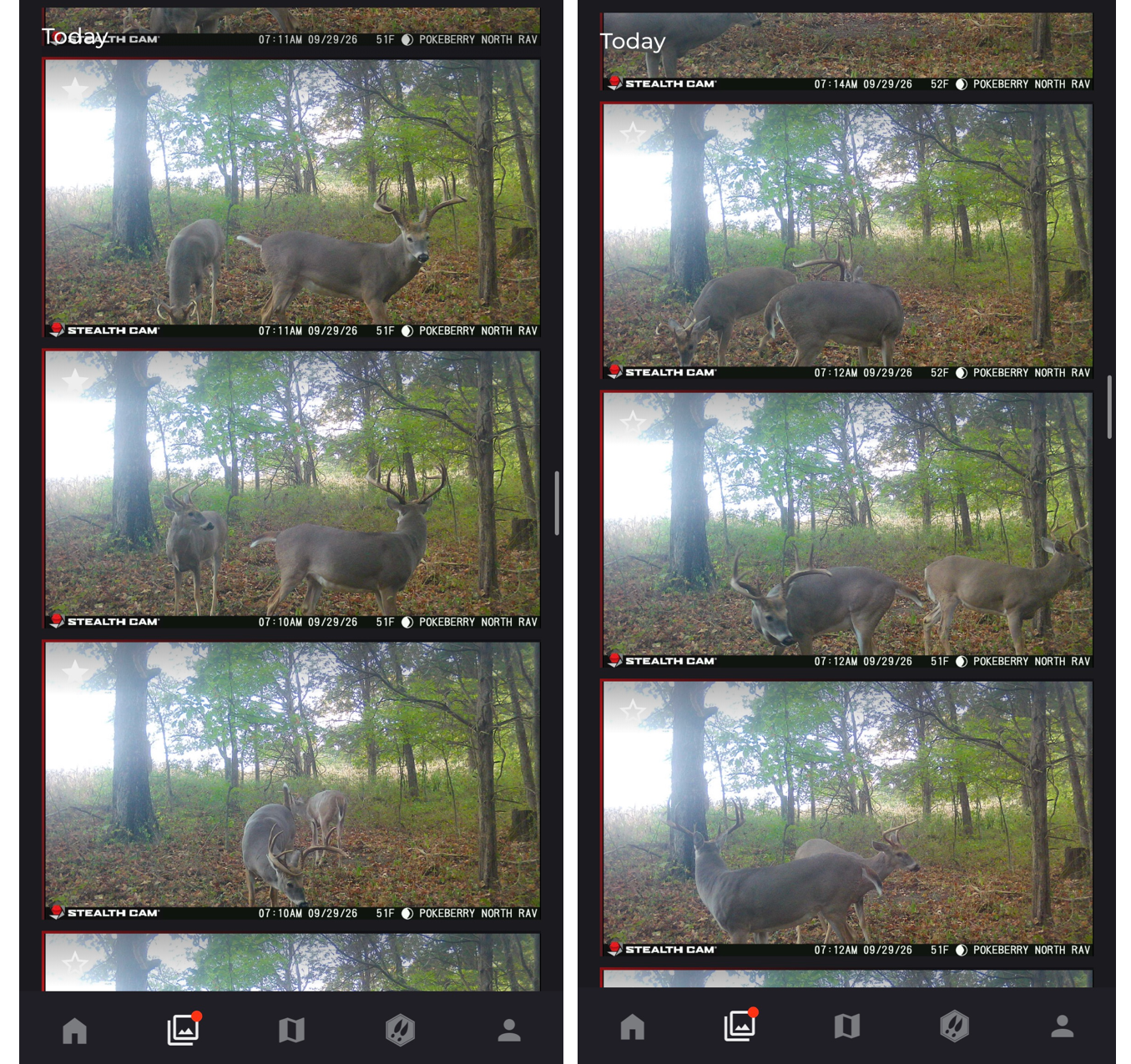 Deer Scrape 5