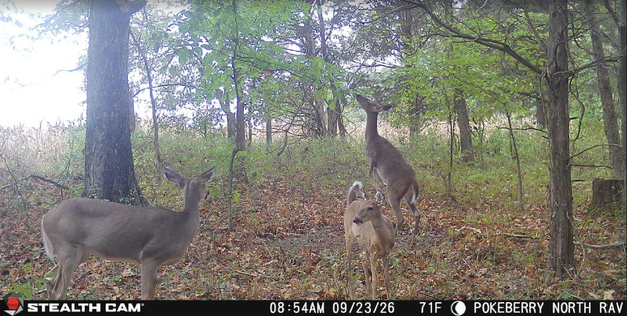 Deer Scrape 6