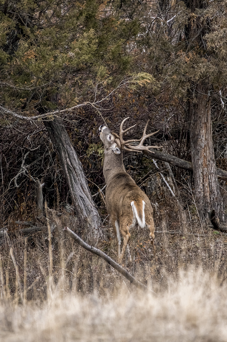 Ways to Hunt Deer Scrapes
