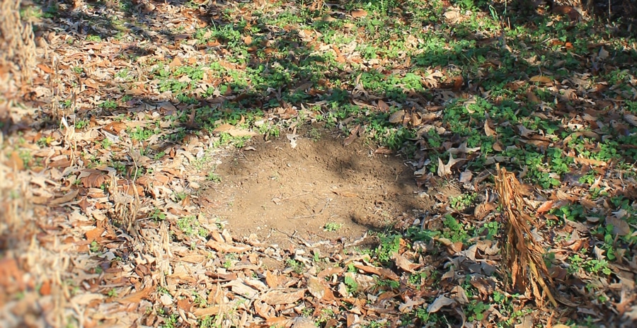 Ways to Hunt Deer Scrapes