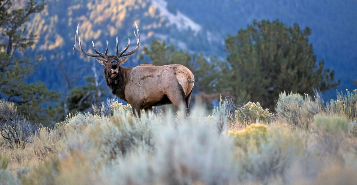 How To Find Elk