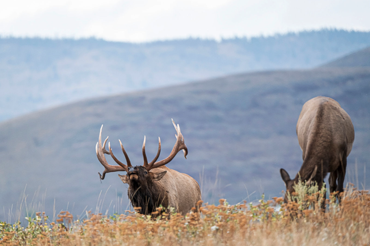 How To Find Elk