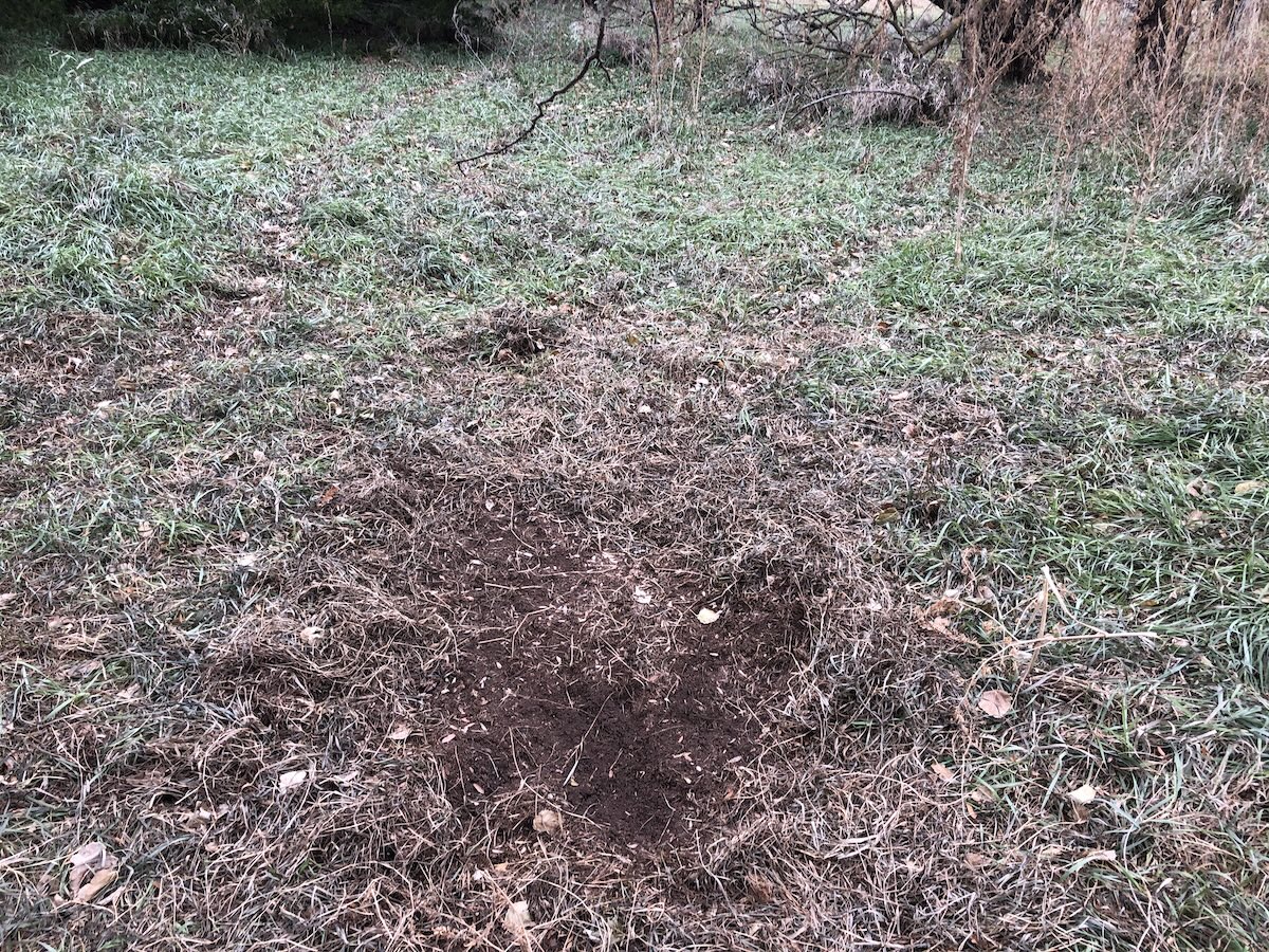 Kill More Mature Bucks in October