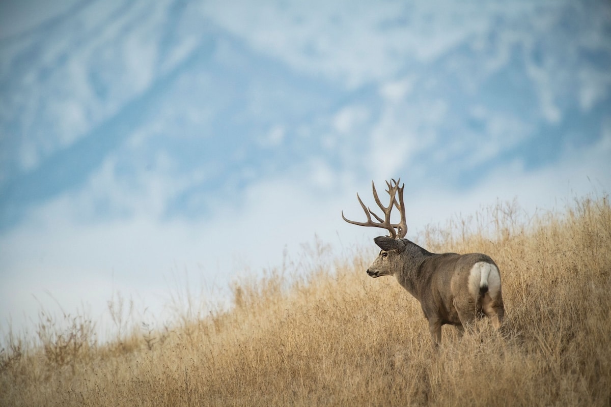 How to Retrieve Game in the Backcountry