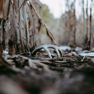 Shed Hunting Contest